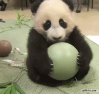 Un bébé panda et son ballon