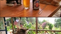 Un chaton curieux