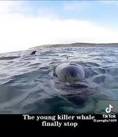 Des orques s’approchent d’un bateau 