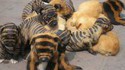 Chiens tigres