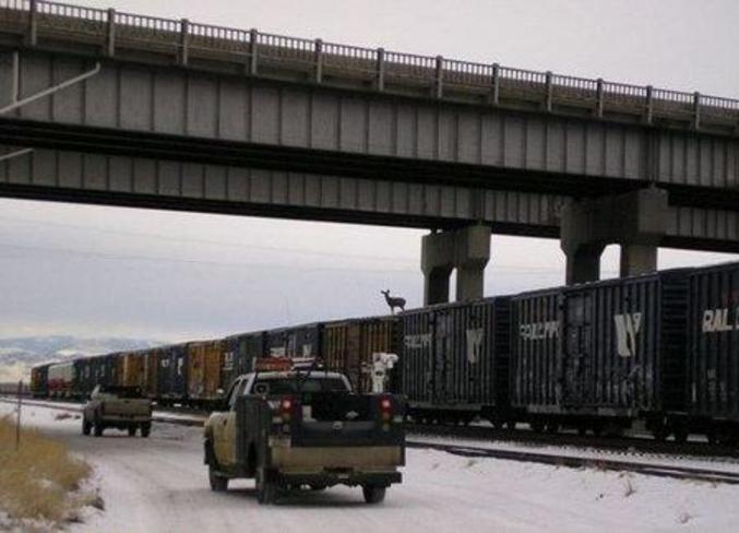 Un cerf sur un wagon d'un train.