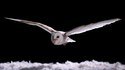 Owls = Sky Ninjas
