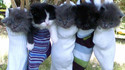 Range chaton
