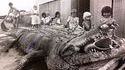 Enorme alligator