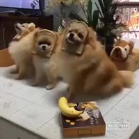 GHOST DOG RAP