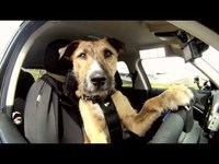 Des chiens conduisent une voiture