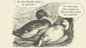 Conflit de canards