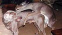 L'histoire secrète du chien et du faon