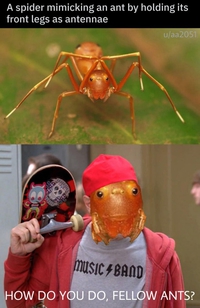 Une araignée imitant une fourmi