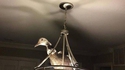 Canard lumineux 