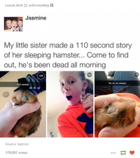 La grosse sieste de son hamster