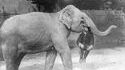 S'amuser avec un éléphant