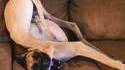 Pose de chien