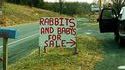 Lapins à vendre