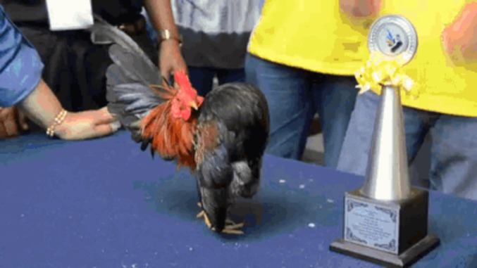 C'est quoi le problème de ce coq ?