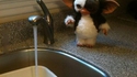 Le Ice Bucket Challenge de trop ?