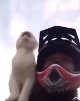 Pourvu qu'il ne pile pas