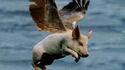 Cochon ailé