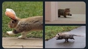 On a retrouvé les animaux de compagnie d'Offerus