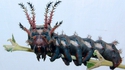 Citheronia regalis