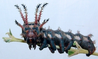 Citheronia regalis