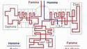 Parcours de femme