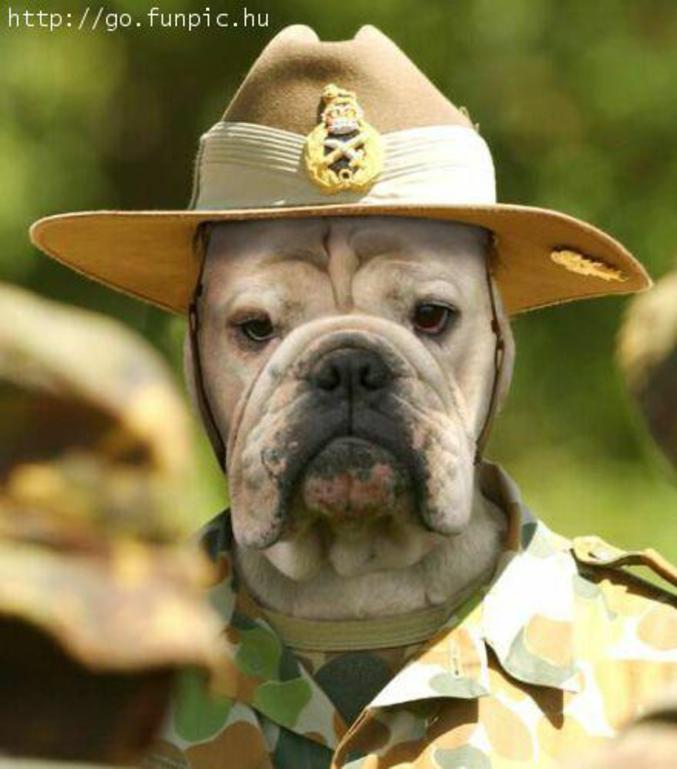 Un chien soldat.
