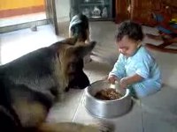Dans la gamelle du chien