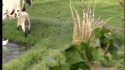 Magnifique attaque de lapin