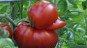 Tomate canard