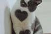 Un chat à trois coeurs