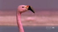 Quand les animaux paradent