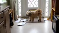 Un chien s'occupe du courrier
