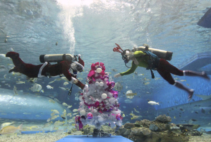 Deux plongeurs professionnels habillés en Père-Noël décorent un arbre de Noël dans un immense aquarium lors des célébrations de Noël au parc Manila Ocean (Philippines)