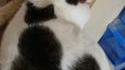Chat 2 en 1