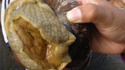Escargot géant