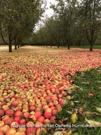 Tapis de pommes