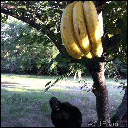 Hé banane !