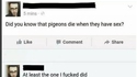 Saviez-vous que les pigeons mouraient après avoir fait l'amour ?