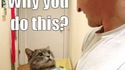 Why you do this ?