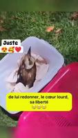 Mémoire de kookaburra