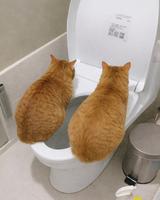 Pour ceux qui ont envie de faire catcat