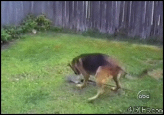 Le chien à la pelle