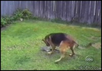 Le chien à la pelle