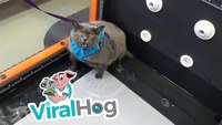 Un chat fait de l'exercice
