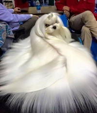 Concours canin