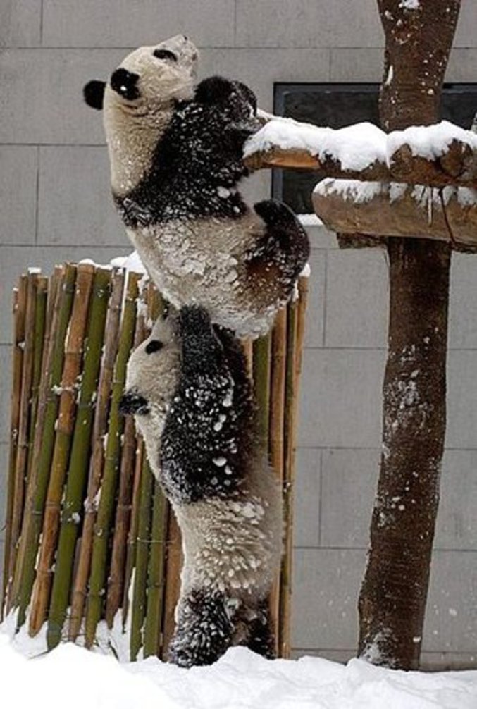 Un panda aide un de ses congénères  à grimper en hauteur.