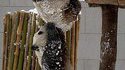 Entraide entre pandas