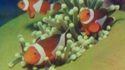 Petits poissons