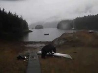 S'il te plait, l'ours, lâche le kayak et bouffe-la !